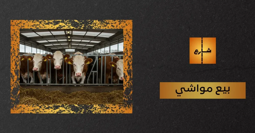 بيع مواشي