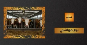بيع مواشي