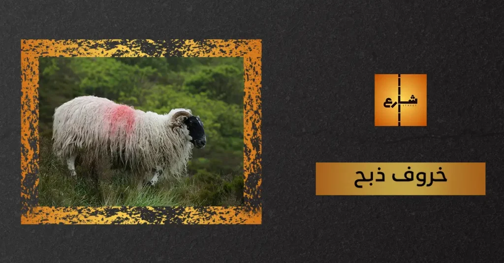 خروف ذبح